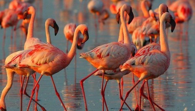 Des flamants roses sont arrivés en Ukraine pour la première fois