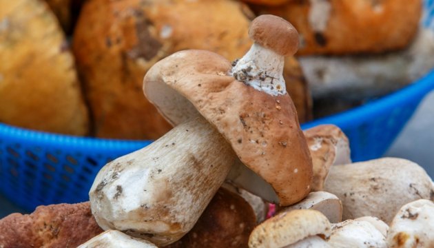 Хто уміє гриби збирати, любить їх і їсти