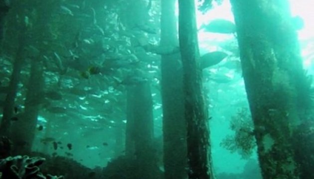 Біля узбережжя США виявили підводний ліс