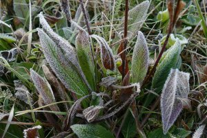 В Україні у вівторок вночі місцями заморозки, вдень 4-9° тепла 