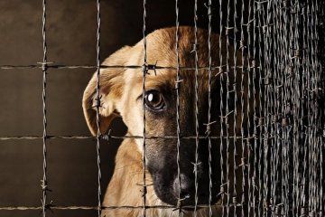 Як не змерзнути на вихідних: литаври, пальта та песики