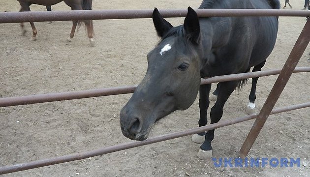 Пам'ятники видатним коням. Що чекає Деркульський кінзавод на Луганщині?