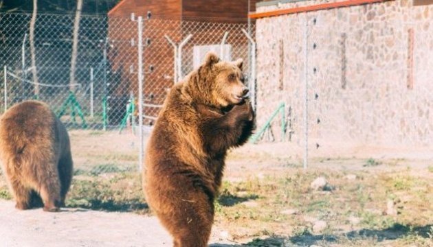 Les touristes seront admis à visiter un refuge pour les ours dans la région de Lviv
