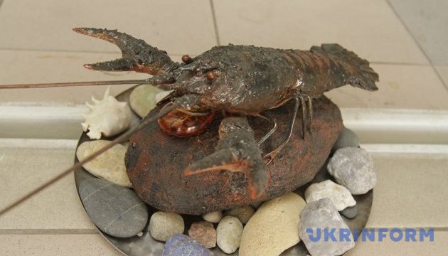 В Україні з 1 грудня заборонили вилов раків