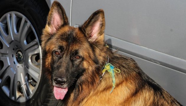 На вокзалі у Харкові службовий собака виявив наркотики 