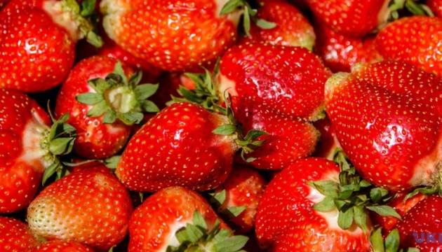 First strawberry festival to be held in Zhytomyr region