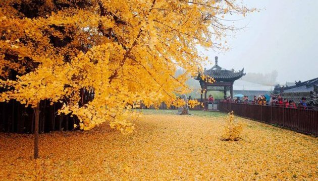 1400-річне дерево гінкго зробило двір китайського монастиря 