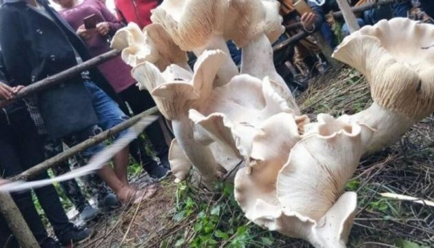 У Китаї виріс гриб-гігант 
