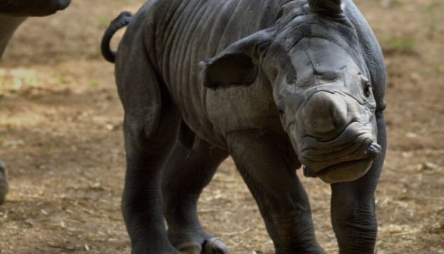 Диво в зоопарку: народилося дитинча білого носорога