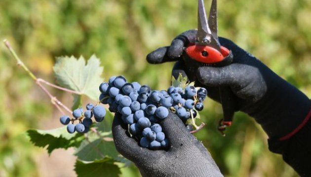 Французи зібрали найгірший з 1945 року врожай винограду