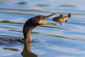 National Geographic показал лучшие фото со всего мира