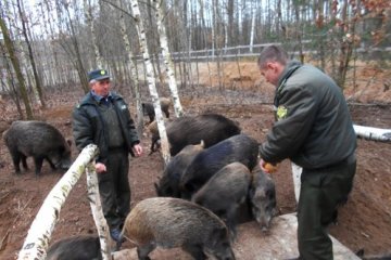 На Волині туристів запросили до диких кабанів