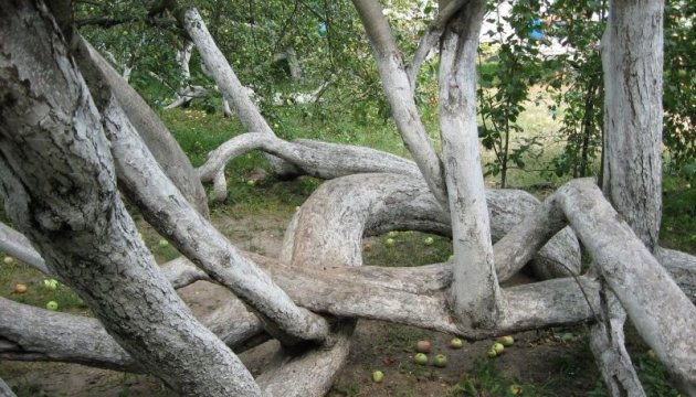 Яблуня-колонія із Сумщини увійшла в трійку фіналістів європейського конкурсу «Дерево року»