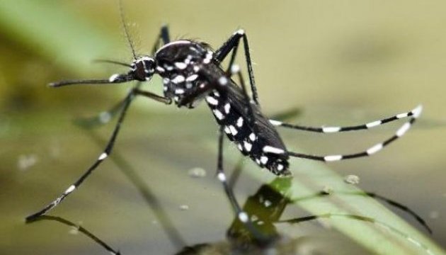 У США будуть винищувати комарів за допомогою бактерій