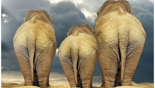 Трамп вступився за слонів: призупинив дозвіл на ввезення трофеїв