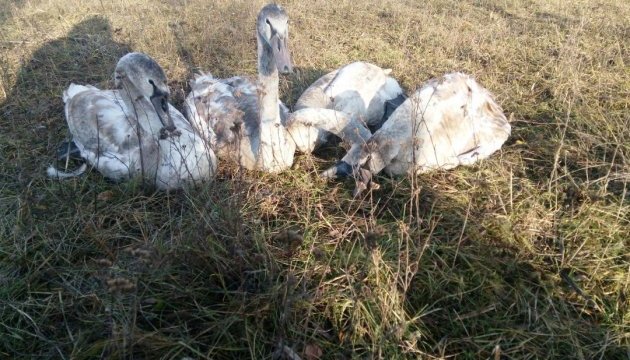 На Черкащині рятувальники визволили лебедів з 