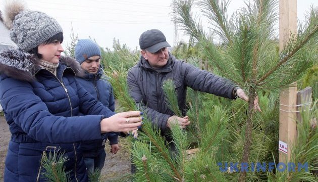 В Україні посилять охорону хвойних насаджень напередодні новорічних свят