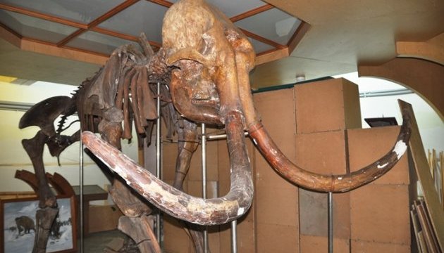 Житомирський музей не має місця для “місцевого” мамонта