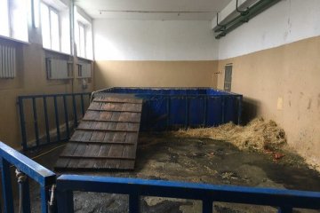 В Кривом Роге в цирке-шапито умер лев