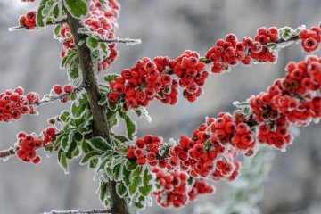 Босх, джаз і котики: відкриваємо сезон зимових вихідних