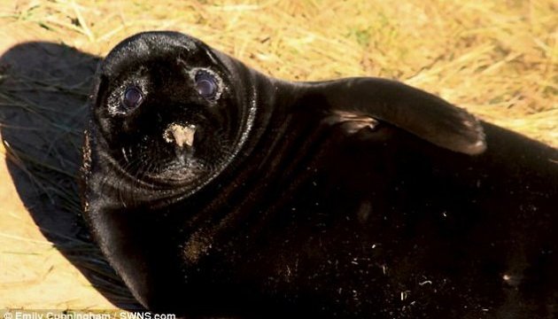 У Британії помітили тюленя рідкісного забарвлення