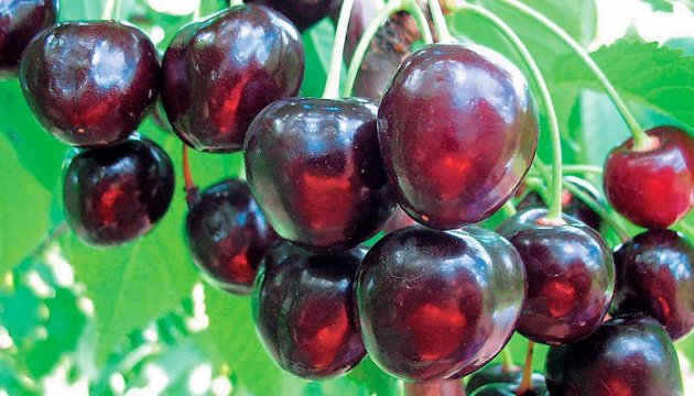 Cherry Festival to be held in Zaporizhzhia region