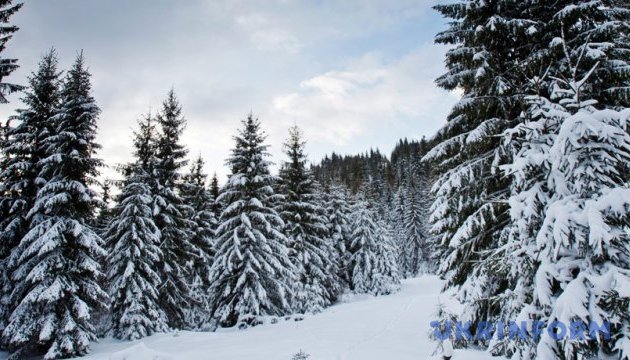 Карпати засипає снігом