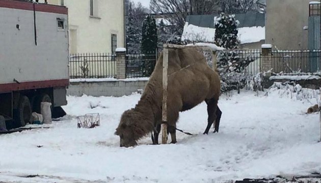 На Тернопільщині грузинський цирк кинув напризволяще верблюда