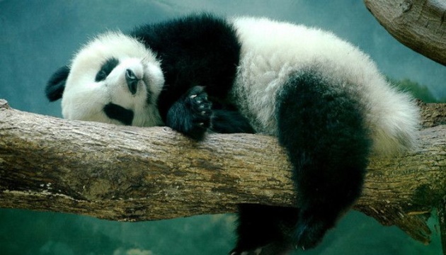 У Берлінському зоопарку народилися панди-близнюки
