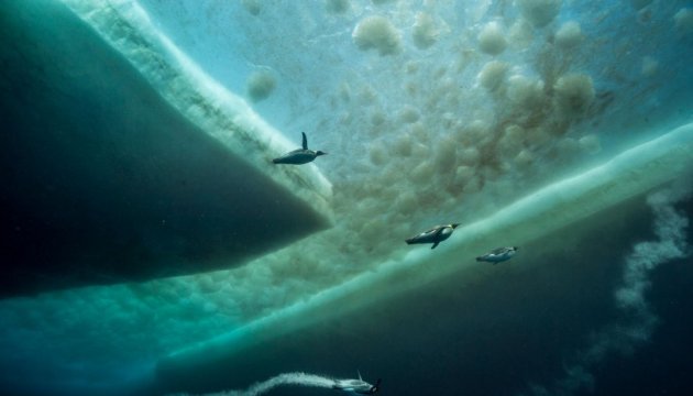 National Geographic chooses best photos of 2017