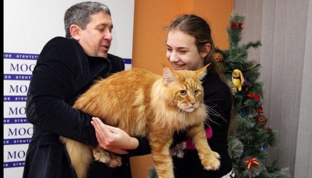 Le plus grand chat de l’Ukraine vit à Dnipro (photos, vidéos)