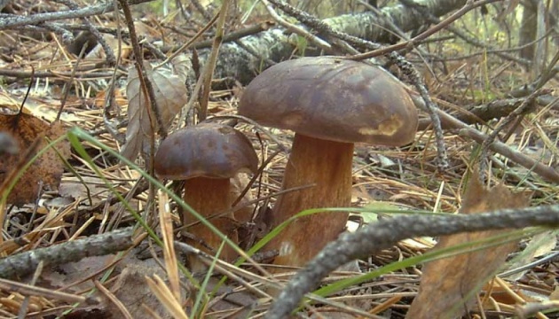 У Німеччині більшість лісових грибів досі заражені внаслідок аварії на ЧАЕС