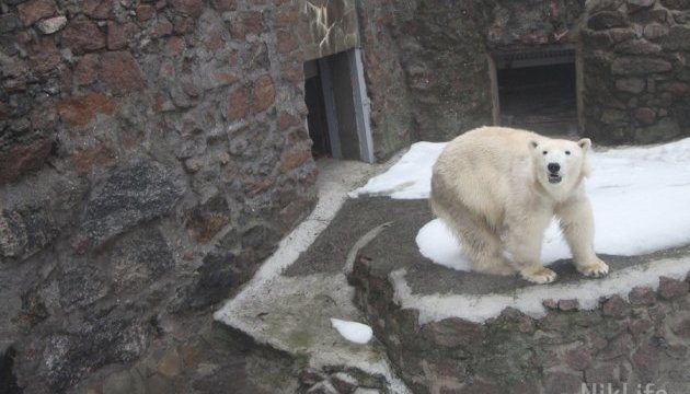 У Миколаївському зоопарку народилося біле ведмежа