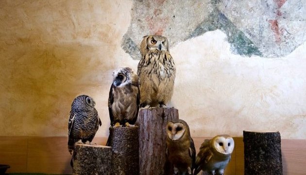 В Італії відкрили перше кафе з совами