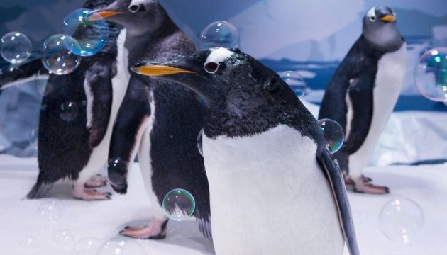 У Китаї створили парк розваг для пінгвінів