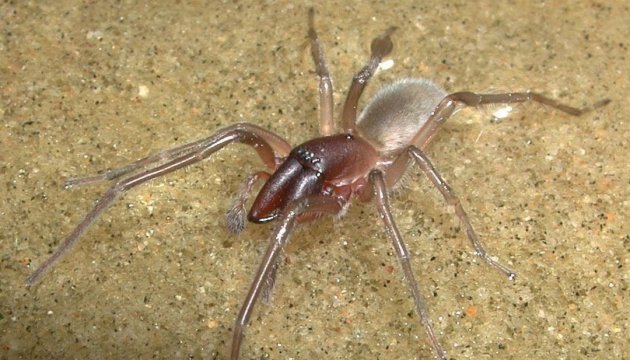 На честь Боба Марлі назвали новий вид морського павука