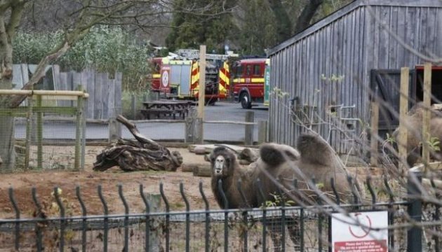 Після пожежі в Лондонському зоопарку шукають зниклих тварин