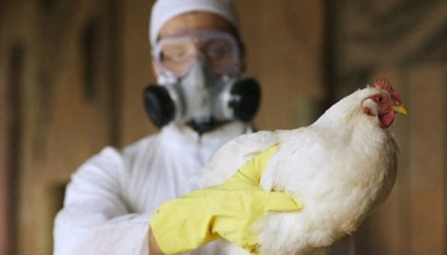 У Франції - новий спалах пташиного грипу