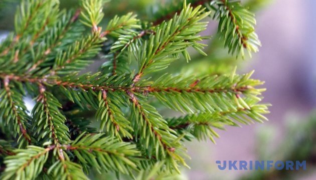 Arbre de Noël 2017 : choisissons le meilleur sapin de l'Ukraine