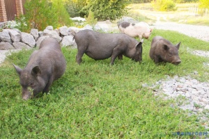 На Тернопільщині виявили вірус африканської чуми свиней