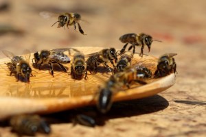 У Криму масово гинуть бджоли через безконтрольне використання пестицидів - ЗМІ