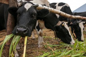 Україна у квітні зменшила експорт ВРХ - профільна асоціація