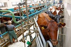 Производство молока в Украине сократилось на 6%