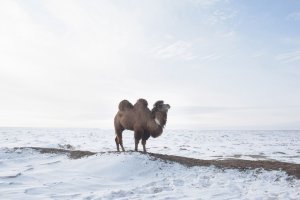 Верблюд - корабль пустыни: фотограф зафиксировал жизнь на Арале