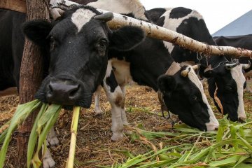 Україна у квітні зменшила експорт ВРХ - профільна асоціація