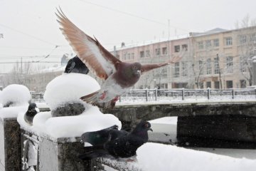 У четвер вночі - до 10° морозу, вдень - до 9° тепла