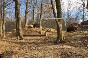 Прикарпатські ведмеді вийдуть в онлайн