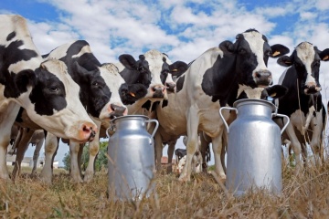 Milk production in Ukraine down 6.2% in eight months – statistics