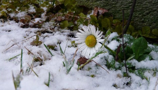 Весна чи зима: якою буде погода на Стрітення