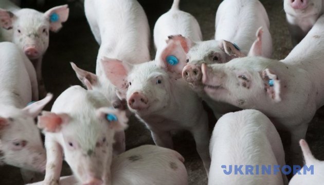 Поголів'я свиней в Україні за півроку зросло майже на півмільйона - експерти